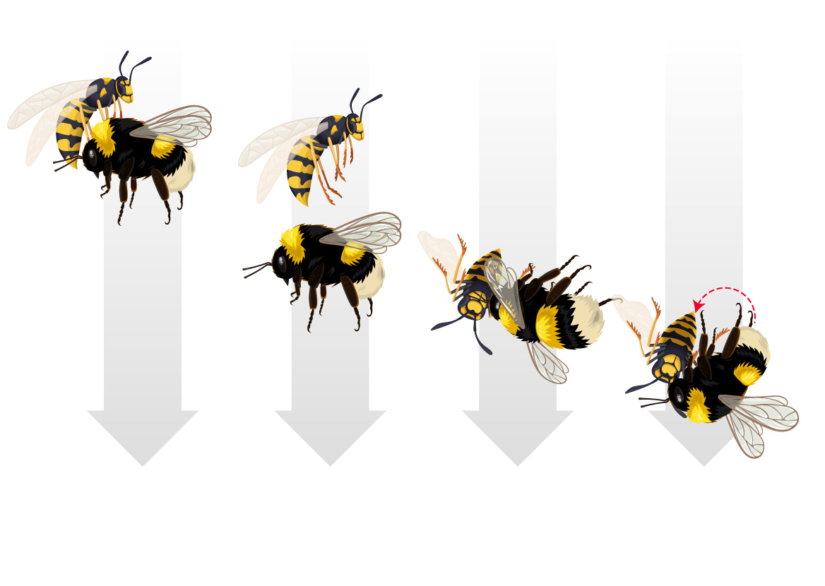 Bumblebees ‘stop, drop and roll’ to fend off Asian hornet attacks