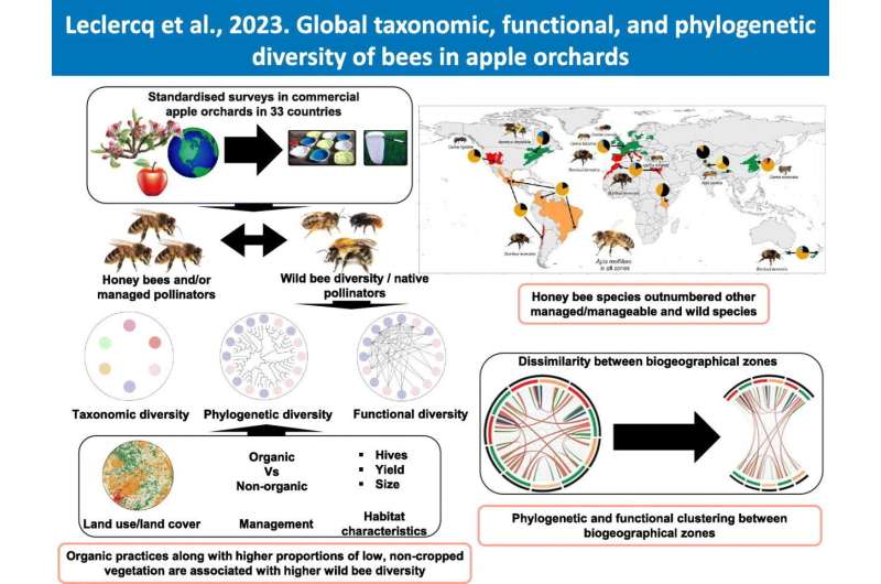 International study characterizes diversity of bees in apple orchards across the globe