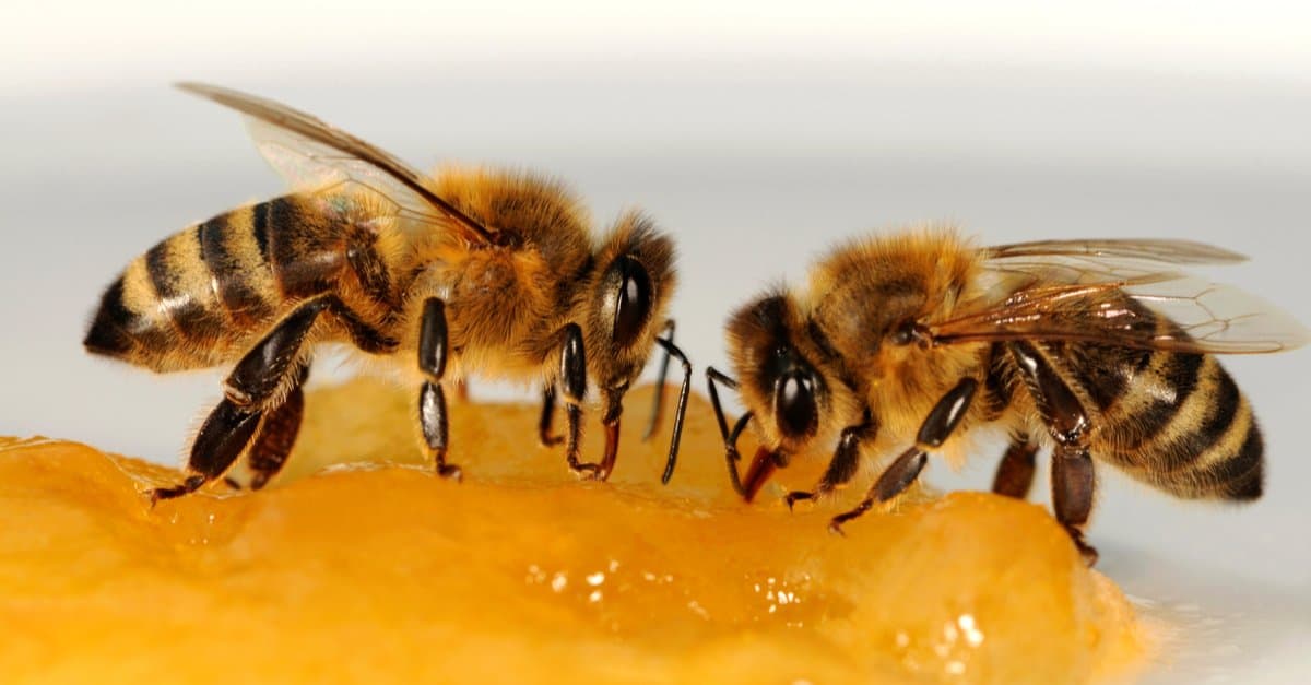 What Do Bees Eat In Winter?