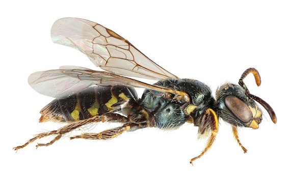 New online guides will aid in identification of Northwest’s native bees