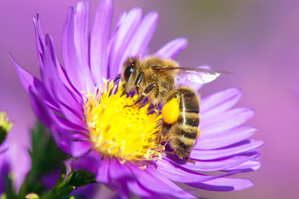 Different bee species have unique nutritional needs and appetites